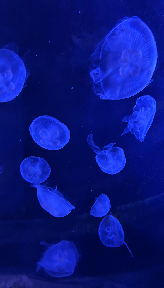 都心を一望するロケーションにある、アクアリウムで皆様をお迎えします