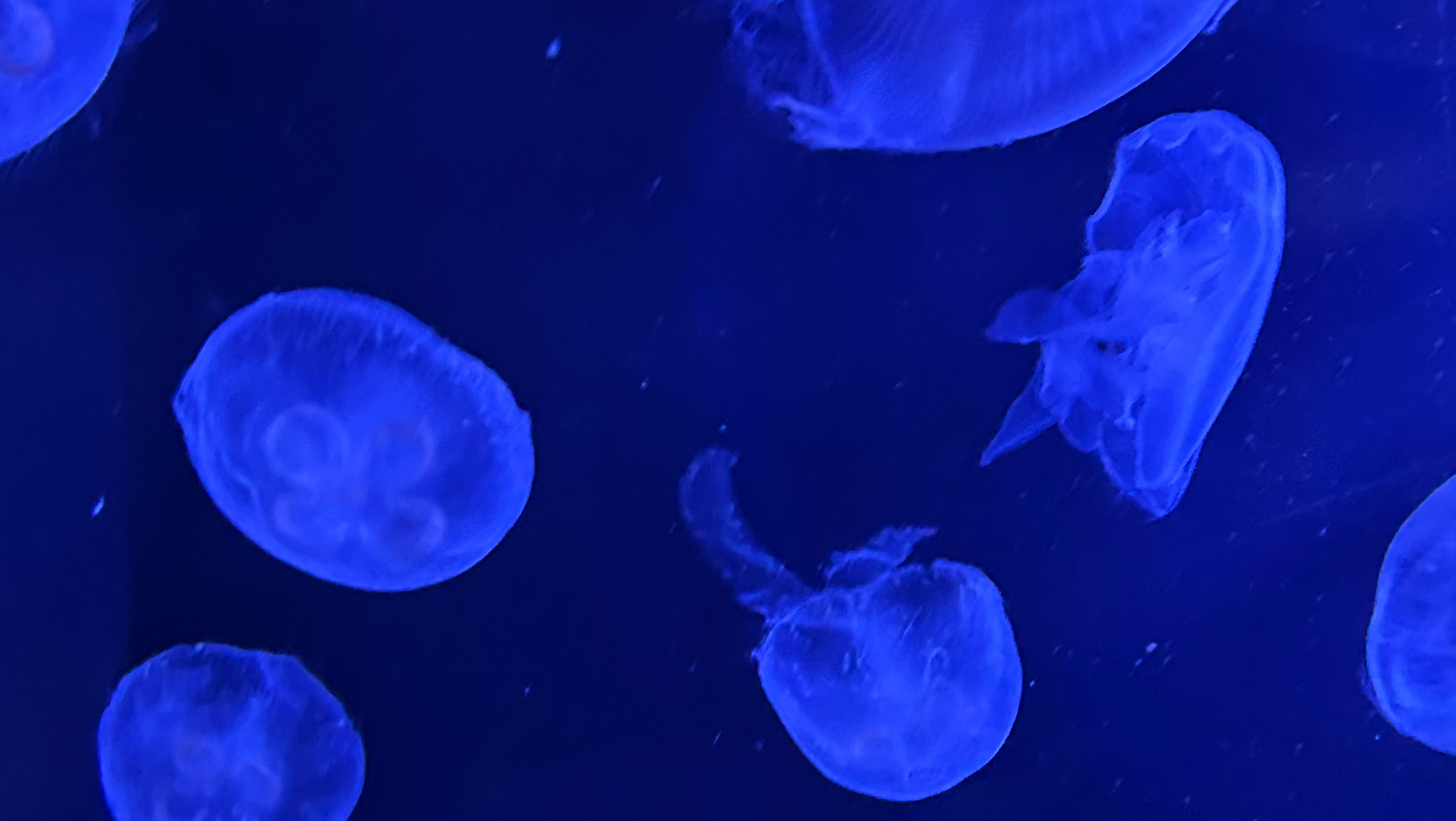 都心を一望するロケーションにある、アクアリウムで皆様をお迎えします