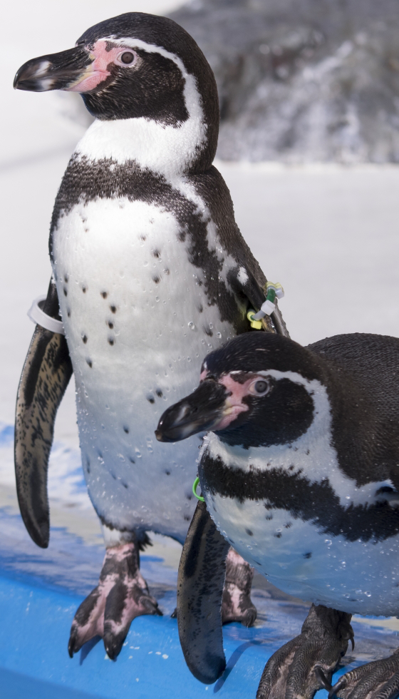 ウェルカムペンギン