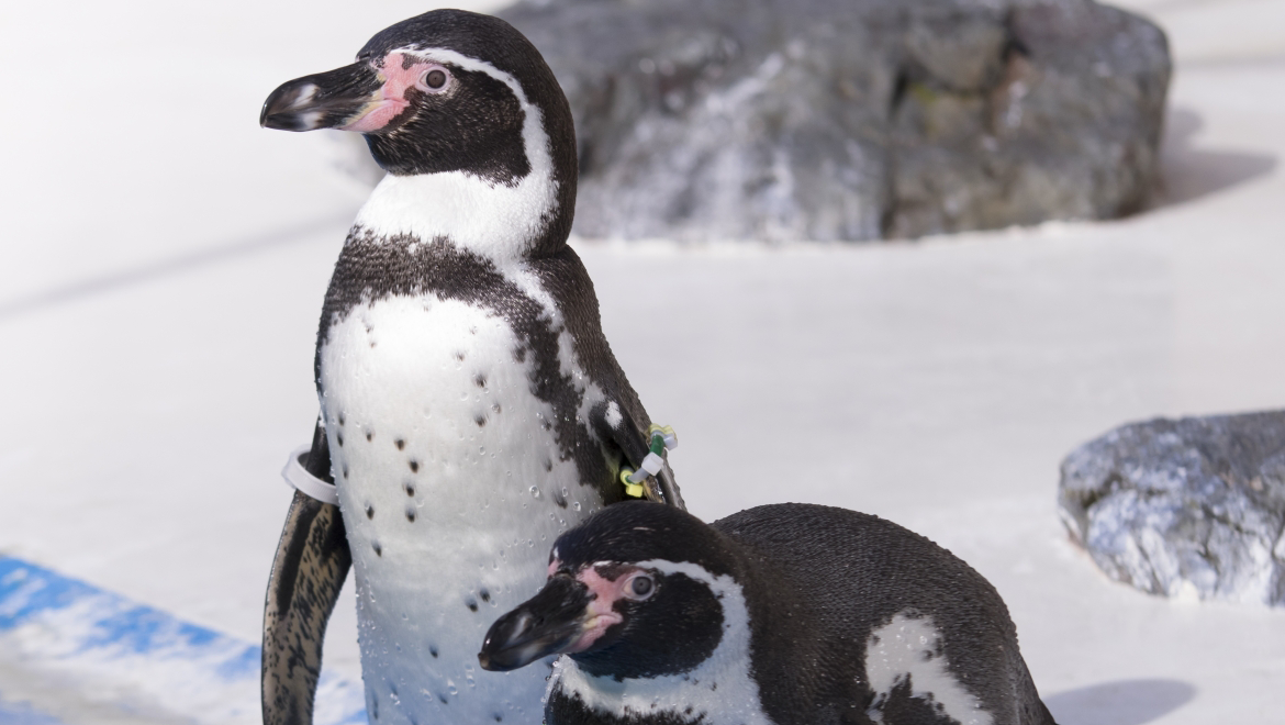 ウェルカムペンギン